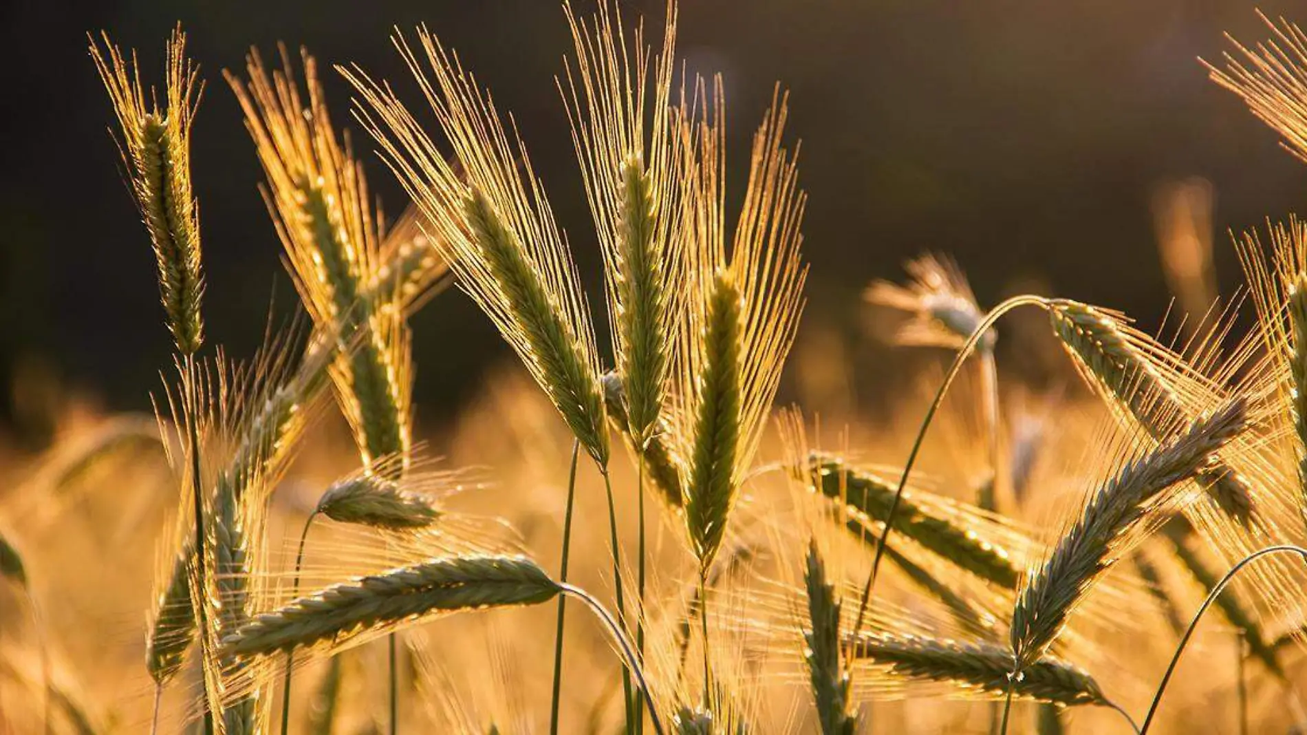 La agricultura no es una actividad que se queda ajena, pues de ella depende gran parte de la alimentación del mundo